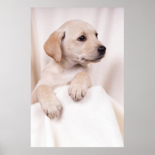 Labrador Puppy Poster