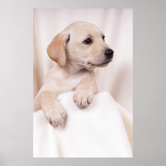 Labrador Puppy Poster (Vorne)