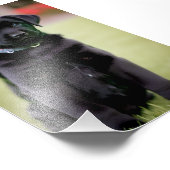 Labrador Puppy Satin Foto Erweiterung (Ecke)