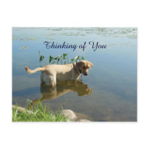 Labrador Reflection Thinking of You