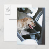 Labrador Retrieever Postkarte (Vorne/Hinten)