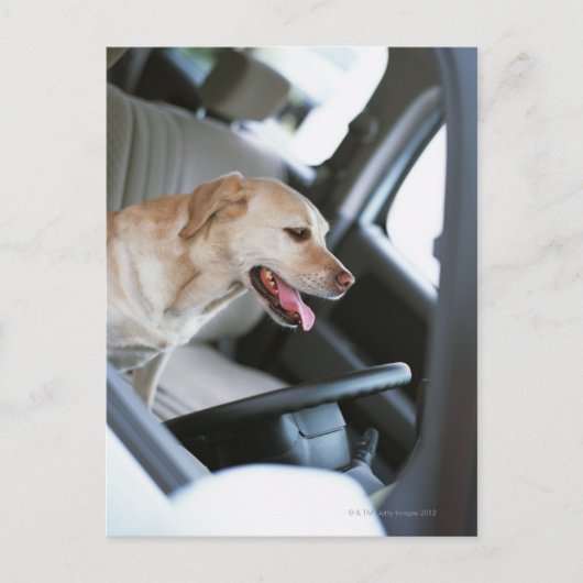 Labrador Retrieever Postkarte (Vorderseite)