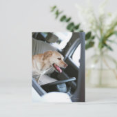 Labrador Retrieever Postkarte (Stehend Vorderseite)