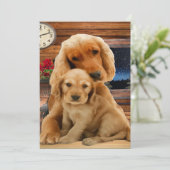Labrador Retriever (Stehend Vorderseite)