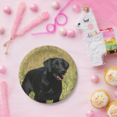 labrador-retriever-25.jpg pappteller (Party)