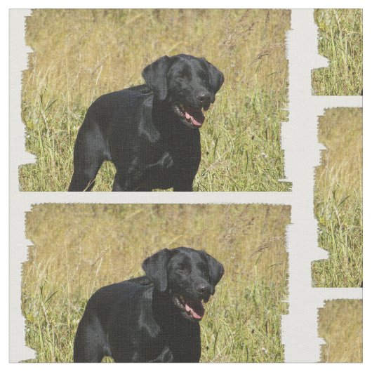 labrador-retriever-25.jpg stoff (Nahaufnahme)
