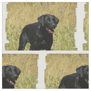 labrador-retriever-25.jpg stoff