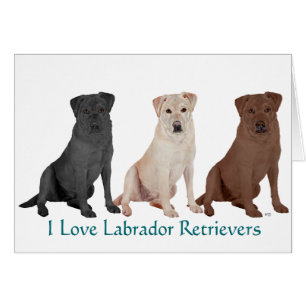 Labrador Retriever - 3 Farben zum Lieben