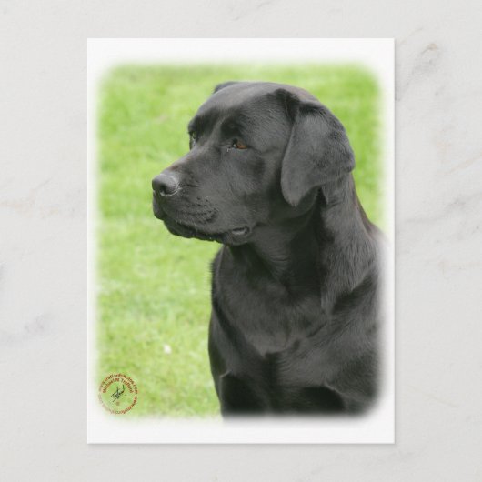 Labrador Retriever 9Y053D-144 Postkarte (Vorderseite)
