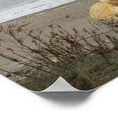 Labrador Retriever am Strand Poster (Ecke)