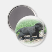 Labrador Retriever Apparell and Items Magnet (Vorderseite/Rückseite)