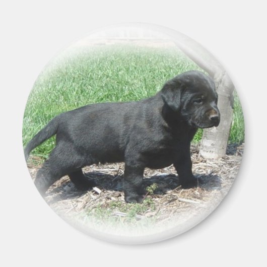 Labrador Retriever Apparell and Items Magnet (Vorne)