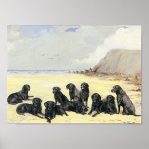 Labrador-Retriever auf dem Strand-Druck Poster