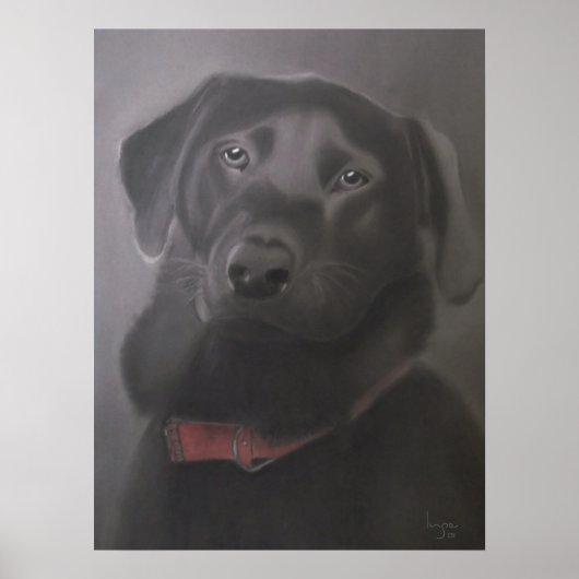 Labrador Retriever Beautiful Poster (Vorne)