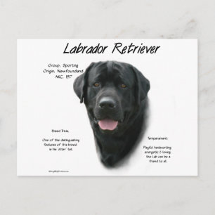 Labrador Retriever (blk) History Design Postkarte