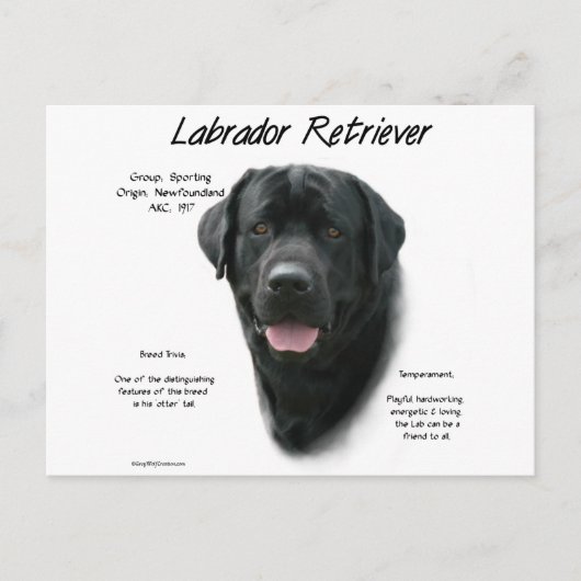 Labrador Retriever (blk) History Design Postkarte (Vorderseite)