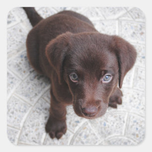 Labrador Retriever Chocolate Lab Welpe Quadratischer Aufkleber