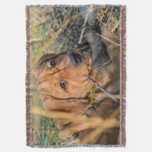 Labrador Retriever Decke (Vorderseite Vertikal)