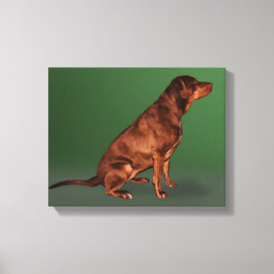 Labrador Retriever Dog Canvas Print Leinwanddruck