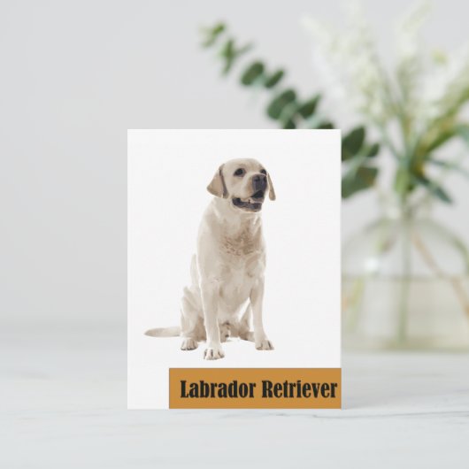 Labrador Retriever Dog Foto Postkarte (Stehend Vorderseite)