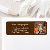 Labrador Retriever Dog & Pumpkins Brown (Insitu)