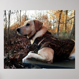 Labrador Retriever Duck Hunter's ultimative Waffe Poster