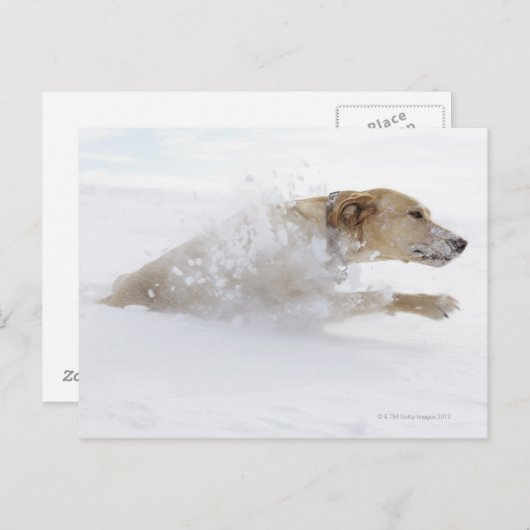 Labrador Retriever durch Tiefschnee Postkarte (Vorne/Hinten)