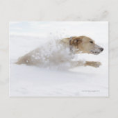 Labrador Retriever durch Tiefschnee Postkarte (Vorderseite)