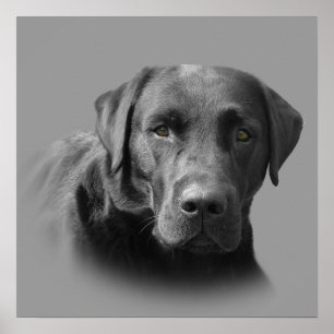 Labrador-Retriever-fantastischer Druck Poster