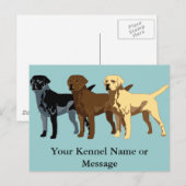 Labrador Retriever Farben Postkarte (Vorne/Hinten)