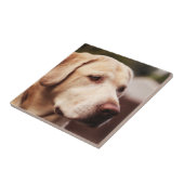 Labrador Retriever Fliese (Seite)