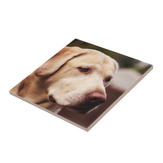 Labrador Retriever Fliese (Seite)