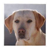 Labrador Retriever Fliese (Vorderseite)