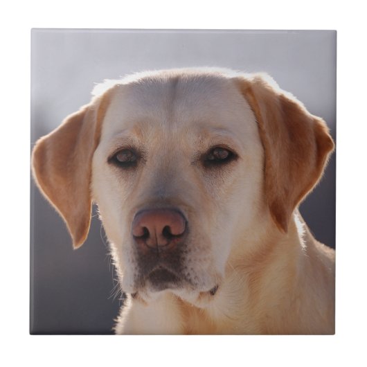 Labrador Retriever Fliese (Vorderseite)