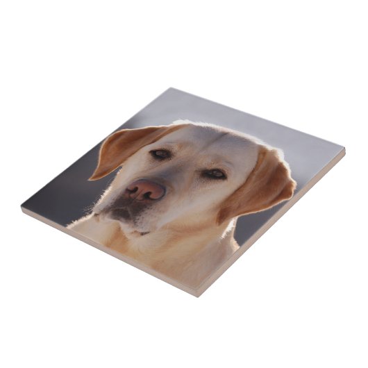 Labrador Retriever Fliese (Seite)