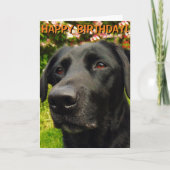 Labrador Retriever Geburtstagkarte Karte (Vorderseite)