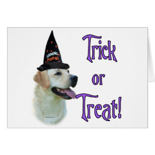 Labrador Retriever (gelb) Trick