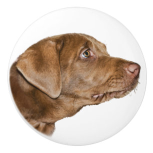 Labrador retriever-Hund, kundengerecht Keramikknauf