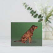 Labrador Retriever Hund Postkarte (Stehend Vorderseite)