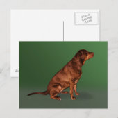 Labrador Retriever Hund Postkarte (Vorne/Hinten)