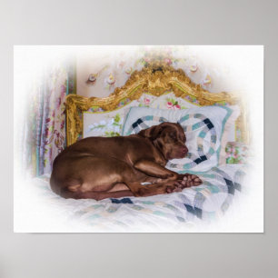 Labrador retriever-Hund, schlafend Poster