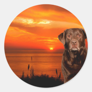 Labrador Retriever Hund sitzend neben Sonnenunterg Runder Aufkleber