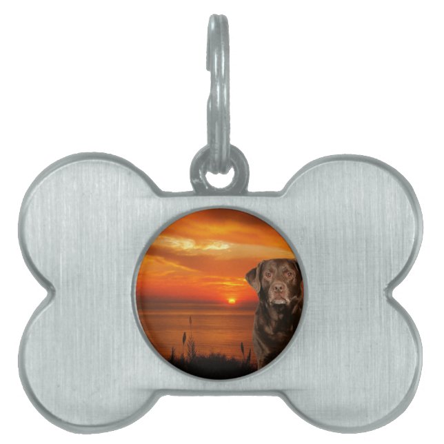 Labrador Retriever Hund sitzend neben Sonnenunterg Tiermarke (Vorderseite)