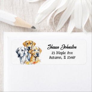 Labrador Retriever Hunde