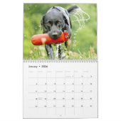 Labrador retriever-Hundekalender - kundengerecht Kalender (Jan 2026)