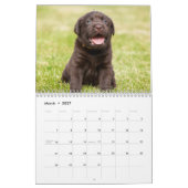 Labrador retriever-Hundekalender - kundengerecht Kalender (Mär 2027)