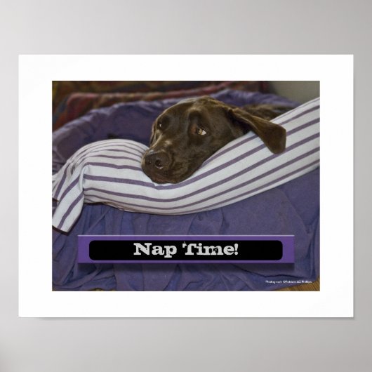 Labrador Retriever im Bett Poster (Vorne)