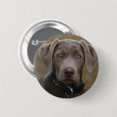 Labrador retriever im seltenen hellen Silber Button (Vorne & Hinten)