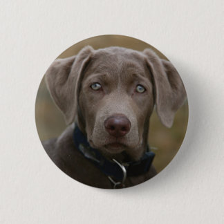 Labrador retriever im seltenen hellen Silber Button