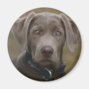 Labrador retriever im seltenen hellen Silber Magnet
